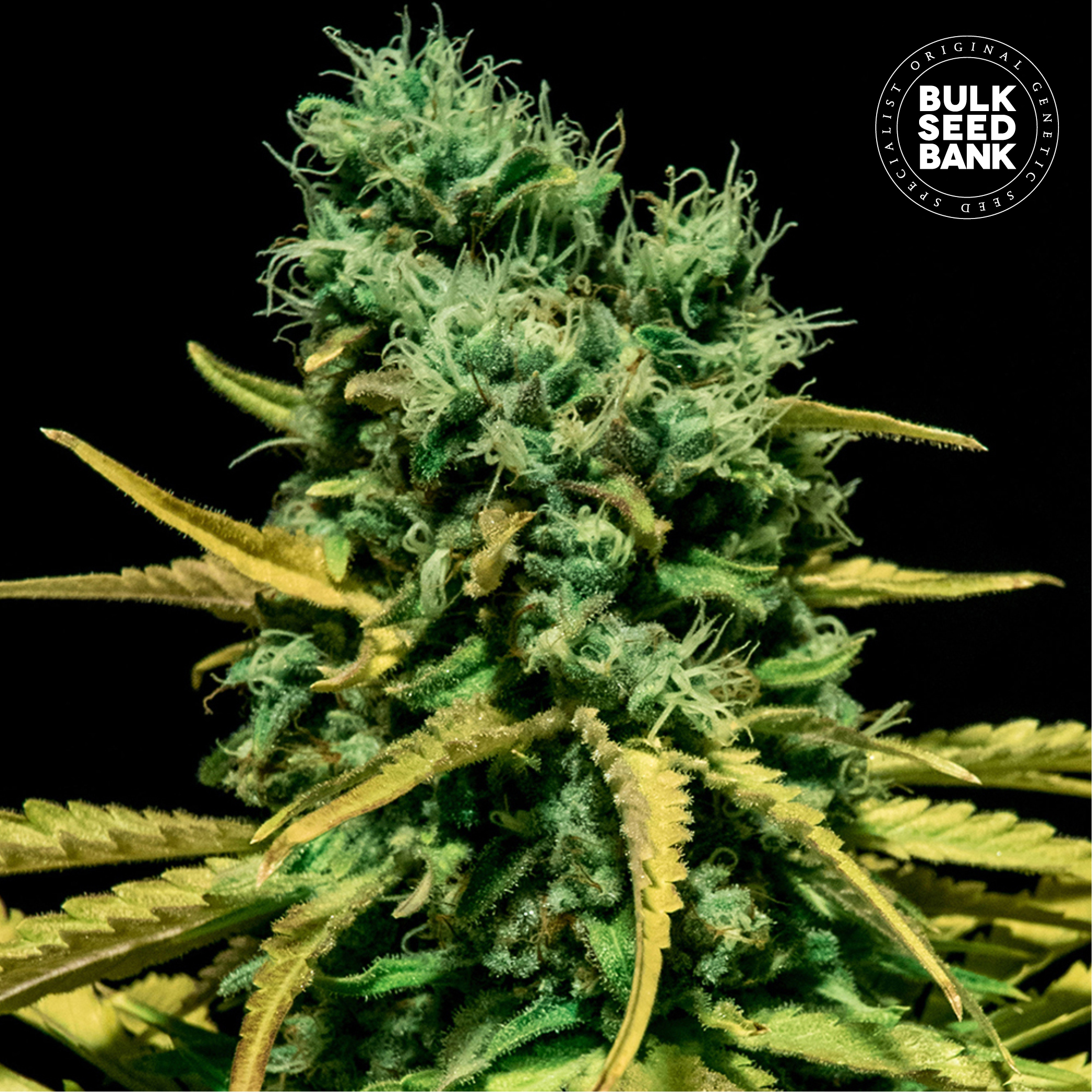 Auto Hell Bells OG von Bulk Seed Bank
