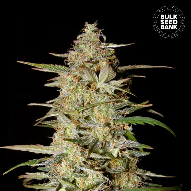 Auto Hindu Kush von Bulk Seed Bank