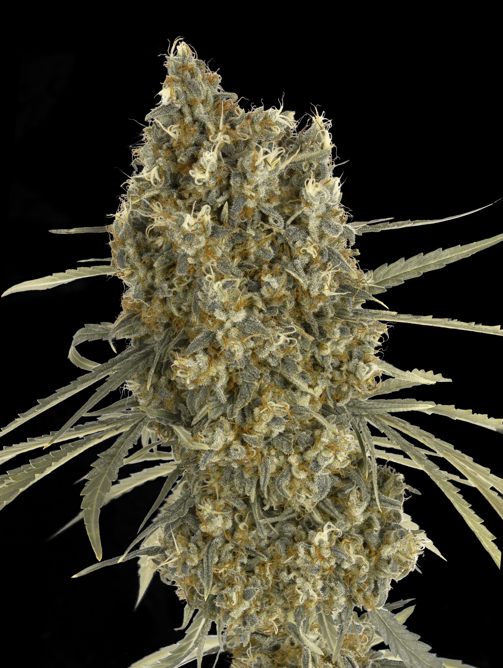 Auto Jack Herer von Advanced Seeds
