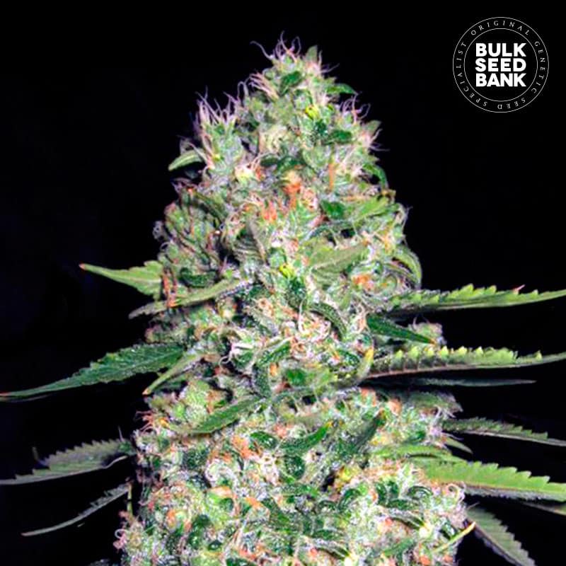 Auto Jack Hair von Bulk Seed Bank