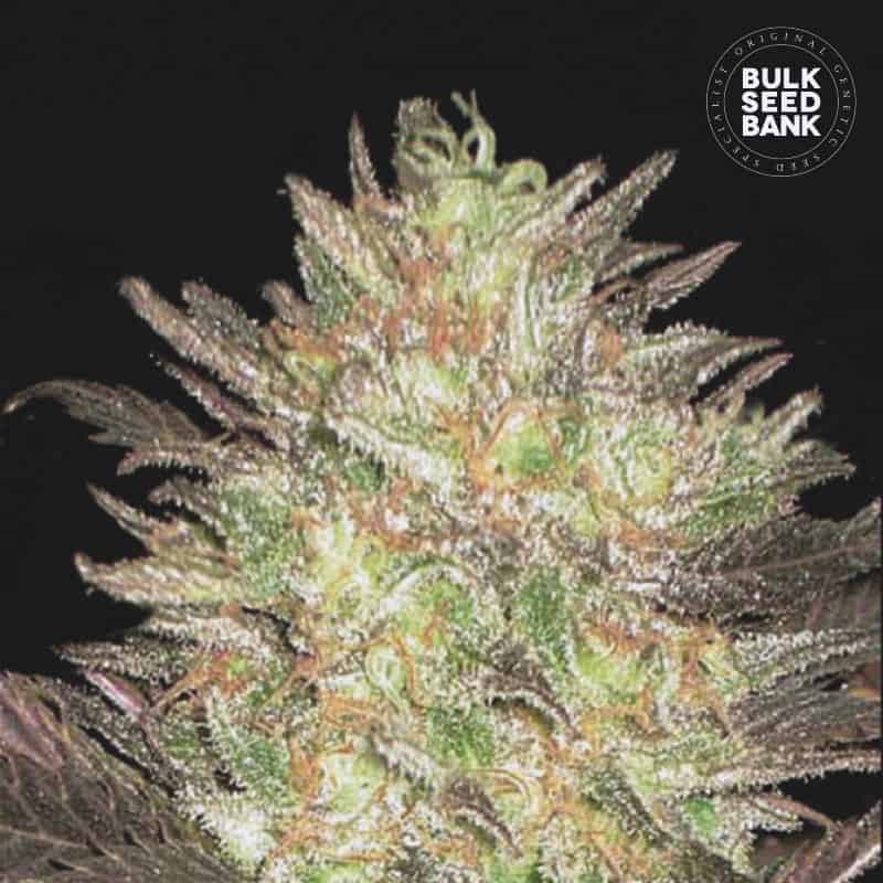 Auto Lavender Best von Bulk Seed Bank