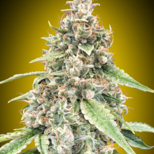 Auto Lemon OG von 00 Seeds
