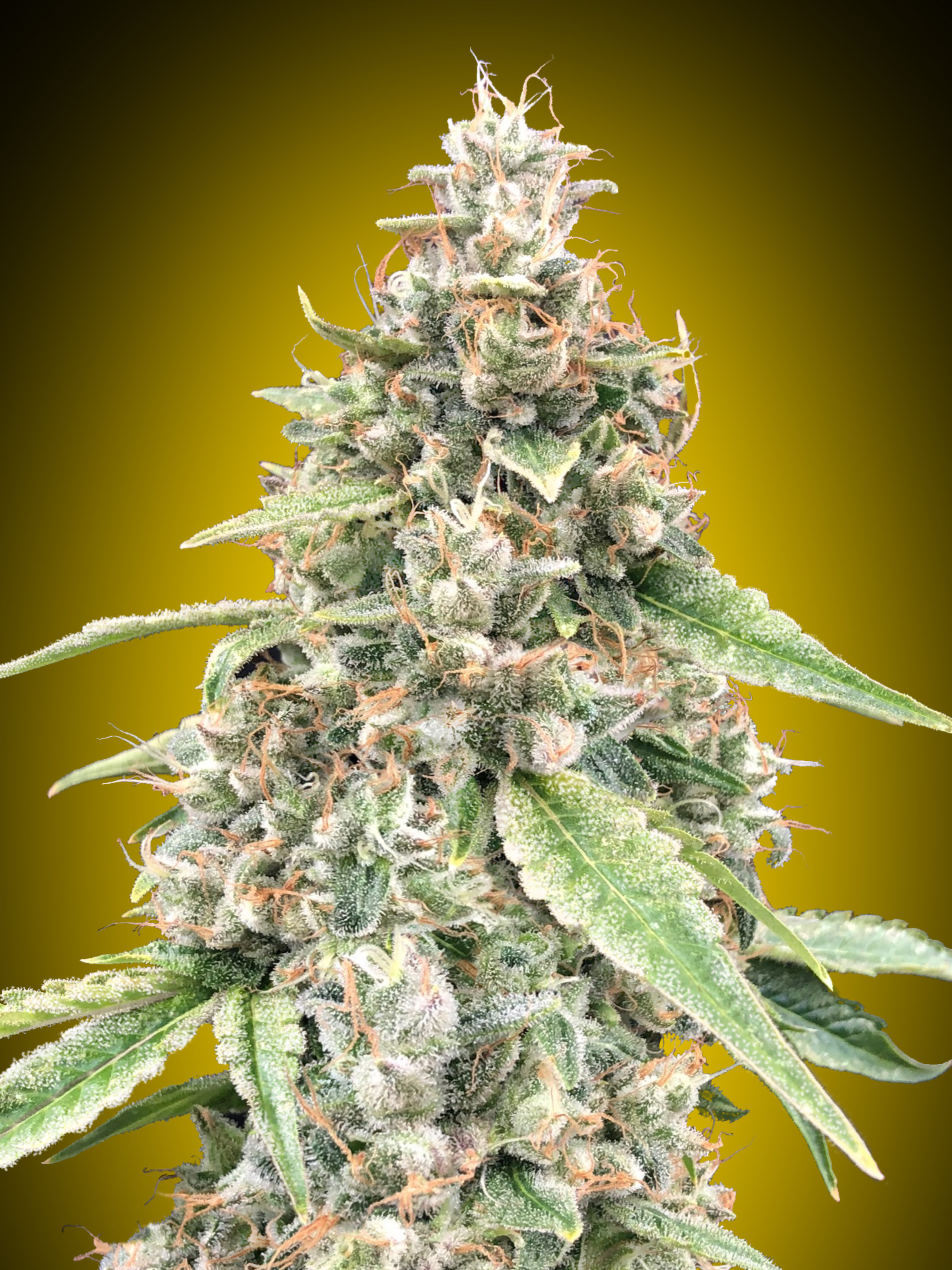 Auto Lemon OG von 00 Seeds