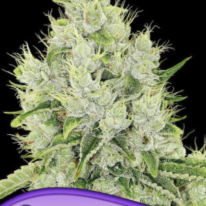 Auto Lemongrass von Anesia Seeds