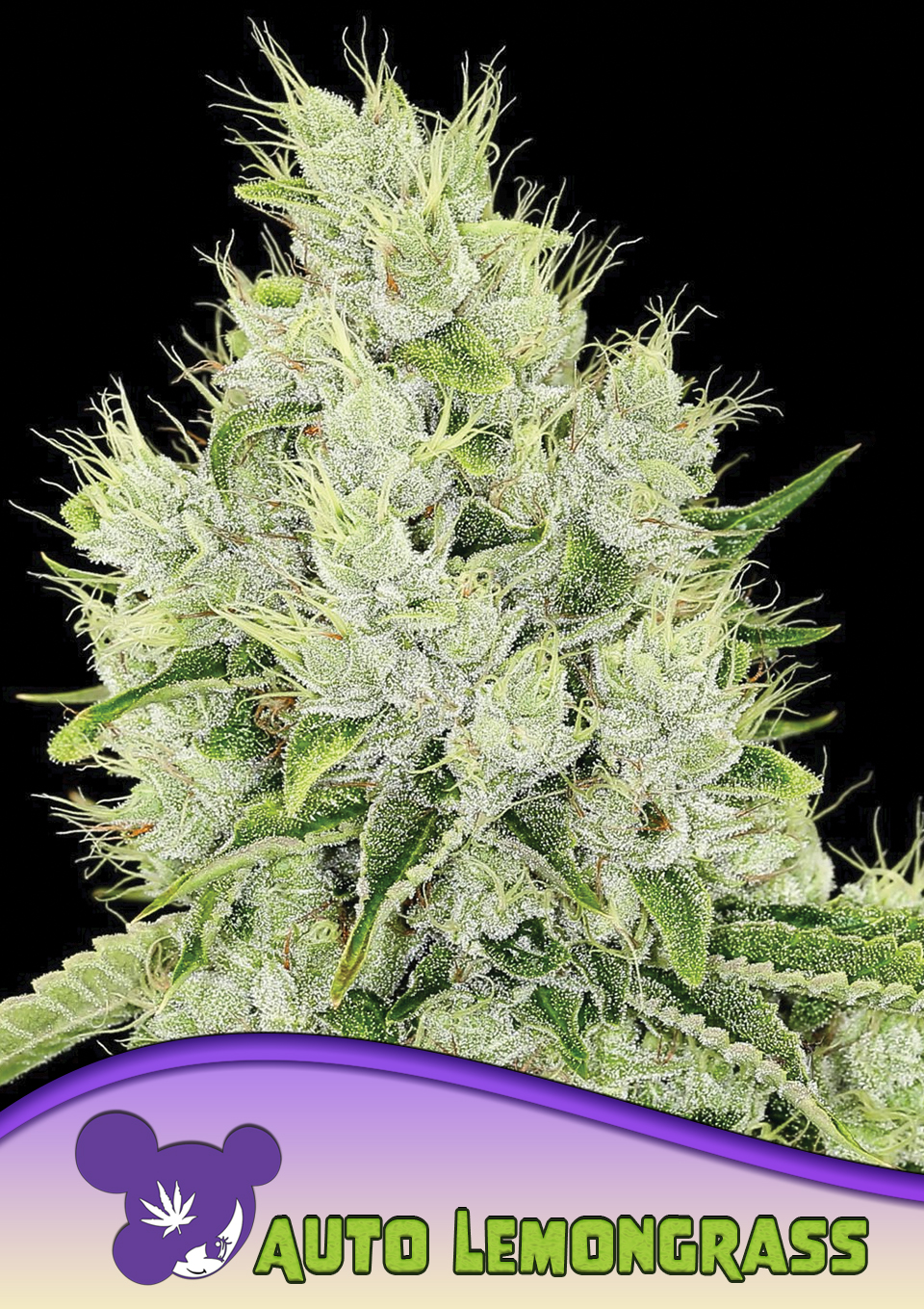 Auto Lemongrass von Anesia Seeds