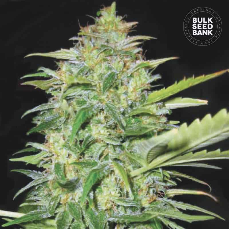 Auto Lime Skunk von Bulk Seed Bank