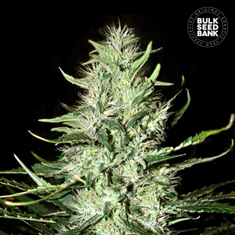 Auto Mazar Extra von Bulk Seed Bank