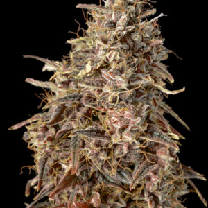 Auto Mimosa Punch von Advanced Seeds