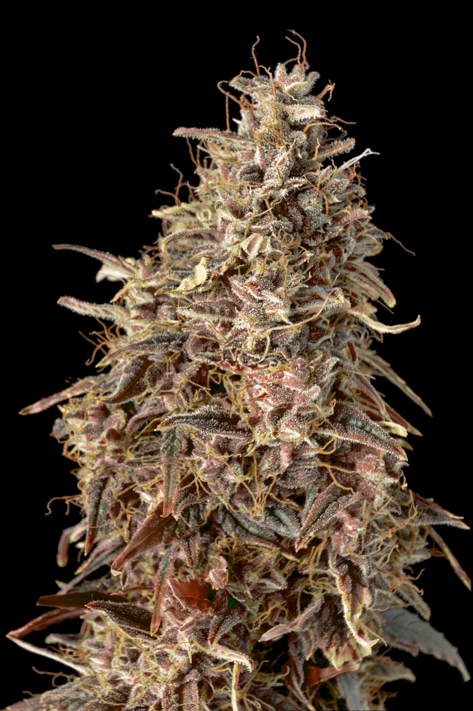 Auto Mimosa Punch von Advanced Seeds
