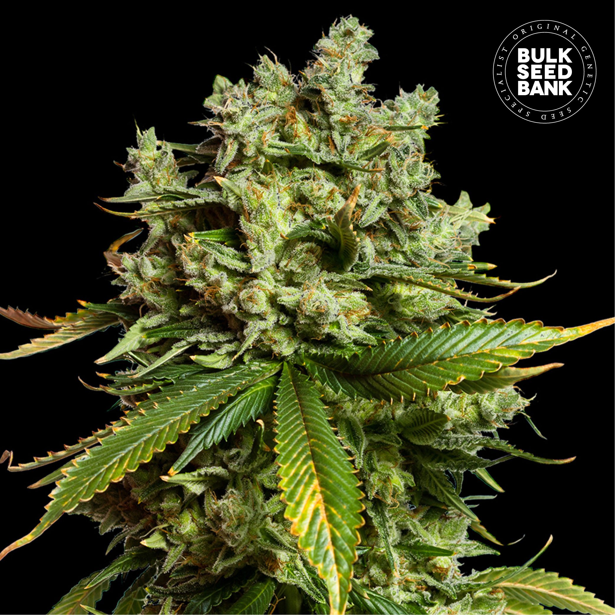 Auto Mimosa Famosa von Bulk Seed Bank