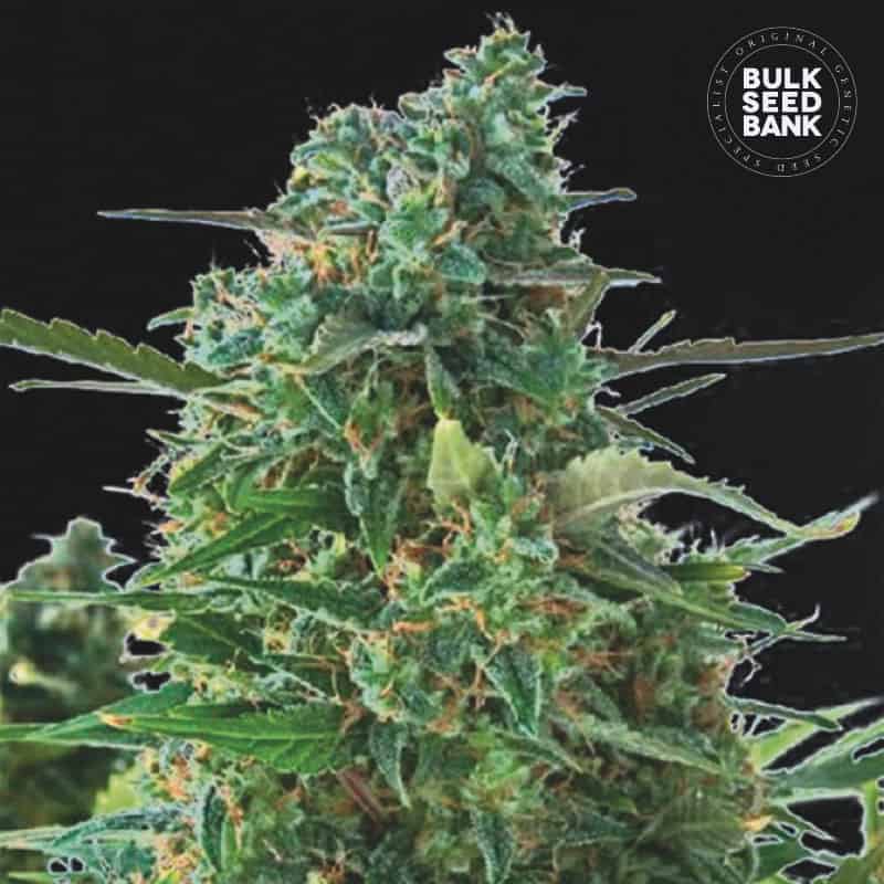 Auto NBA Diesel von Bulk Seed Bank