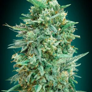 Auto Northern Lights XXL von 00 Seeds
