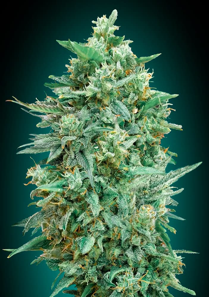 Auto Northern Lights XXL von 00 Seeds