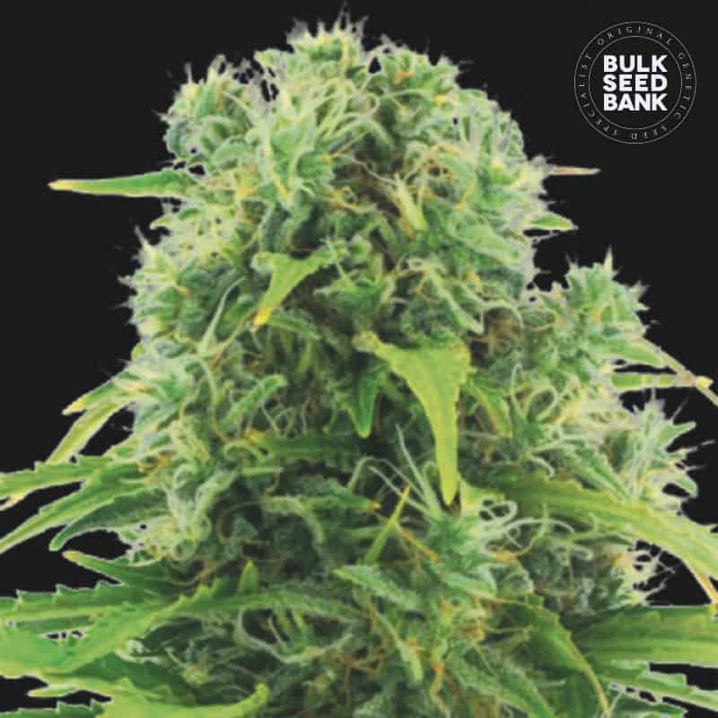 Auto Northern Light von Bulk Seed Bank