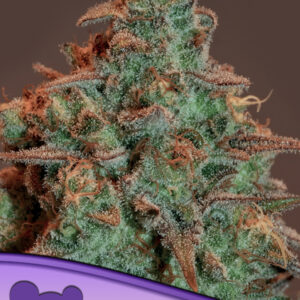 Auto Nova OG von Anesia Seeds