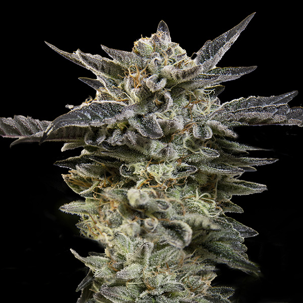 Auto Oreoz von 00 Seeds