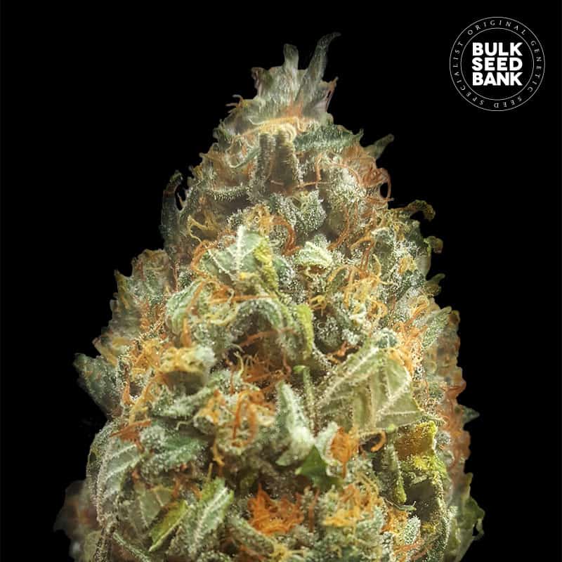 Auto Original Orange Bud von Bulk Seed Bank