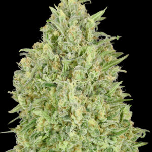 Auto Pineapple Glue von Advanced Seeds