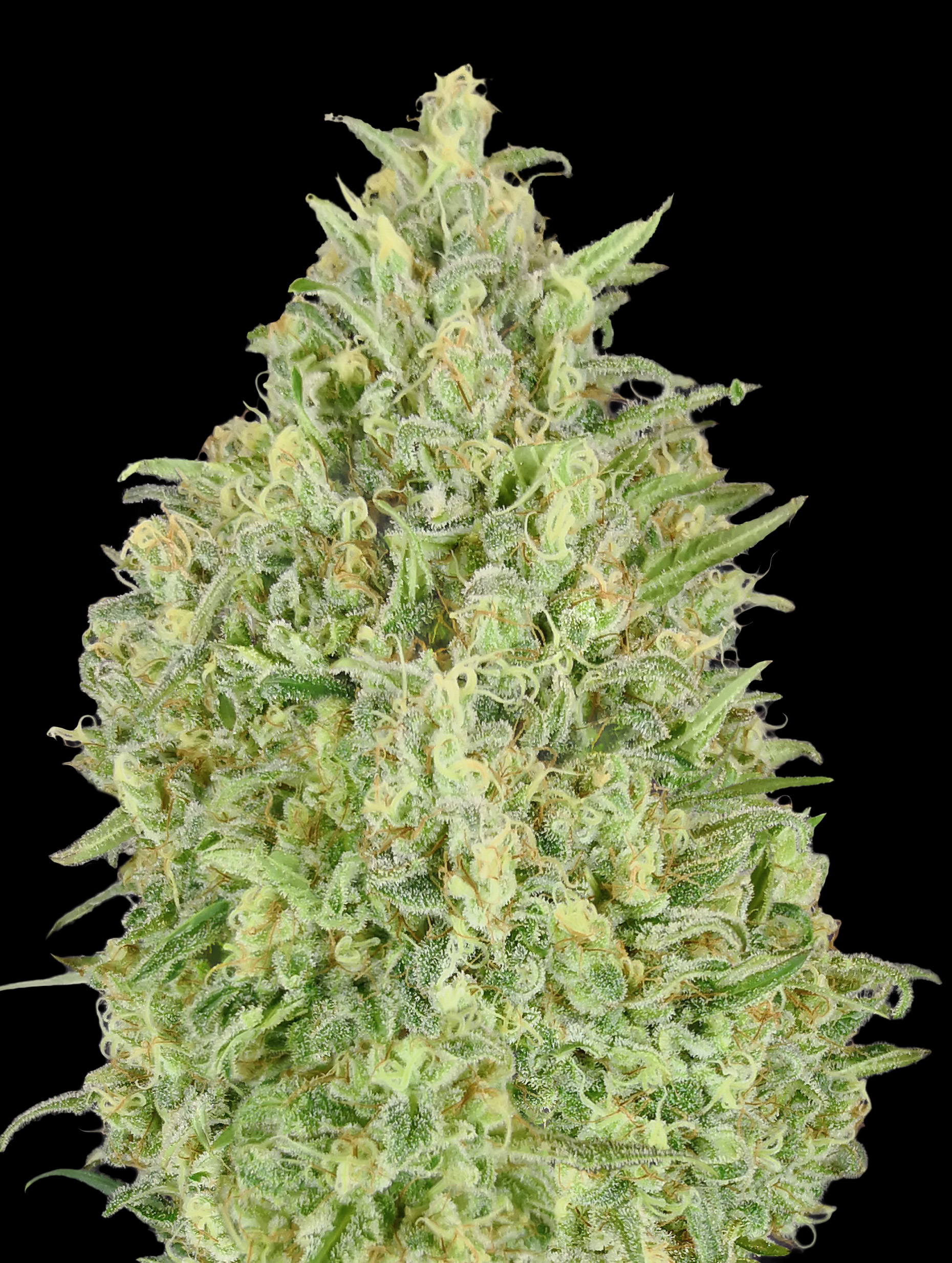 Auto Pineapple Glue von Advanced Seeds