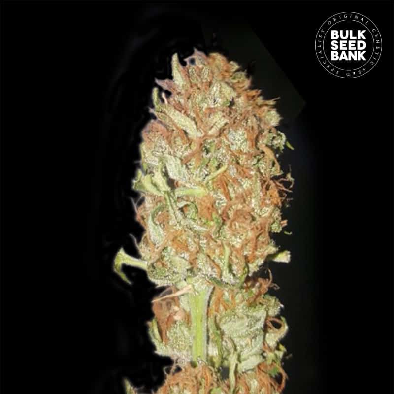 Auto Psychedelic von Bulk Seed Bank