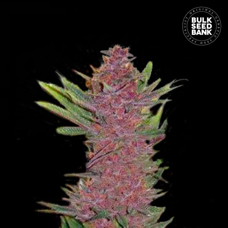 Auto Purple Glam Kush von Bulk Seed Bank