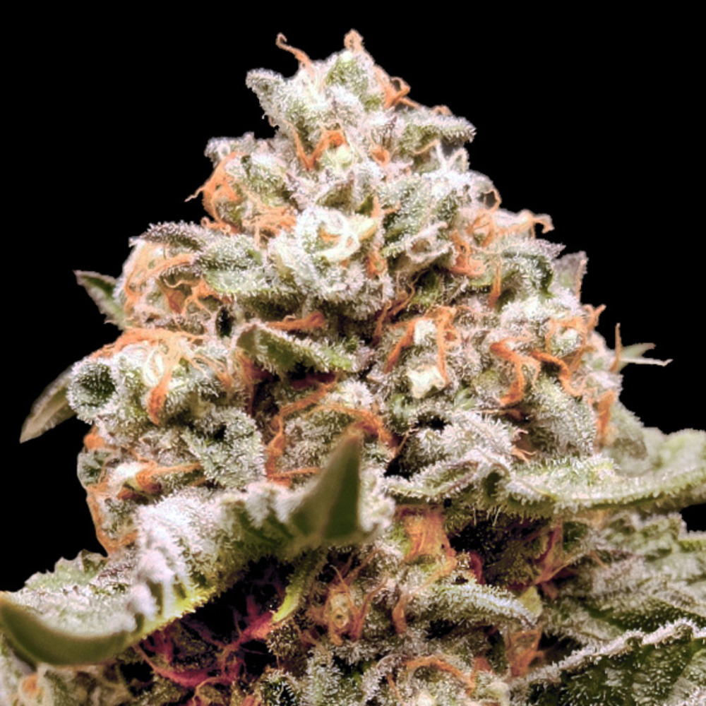 Auto Rainbow Mints von 00 Seeds