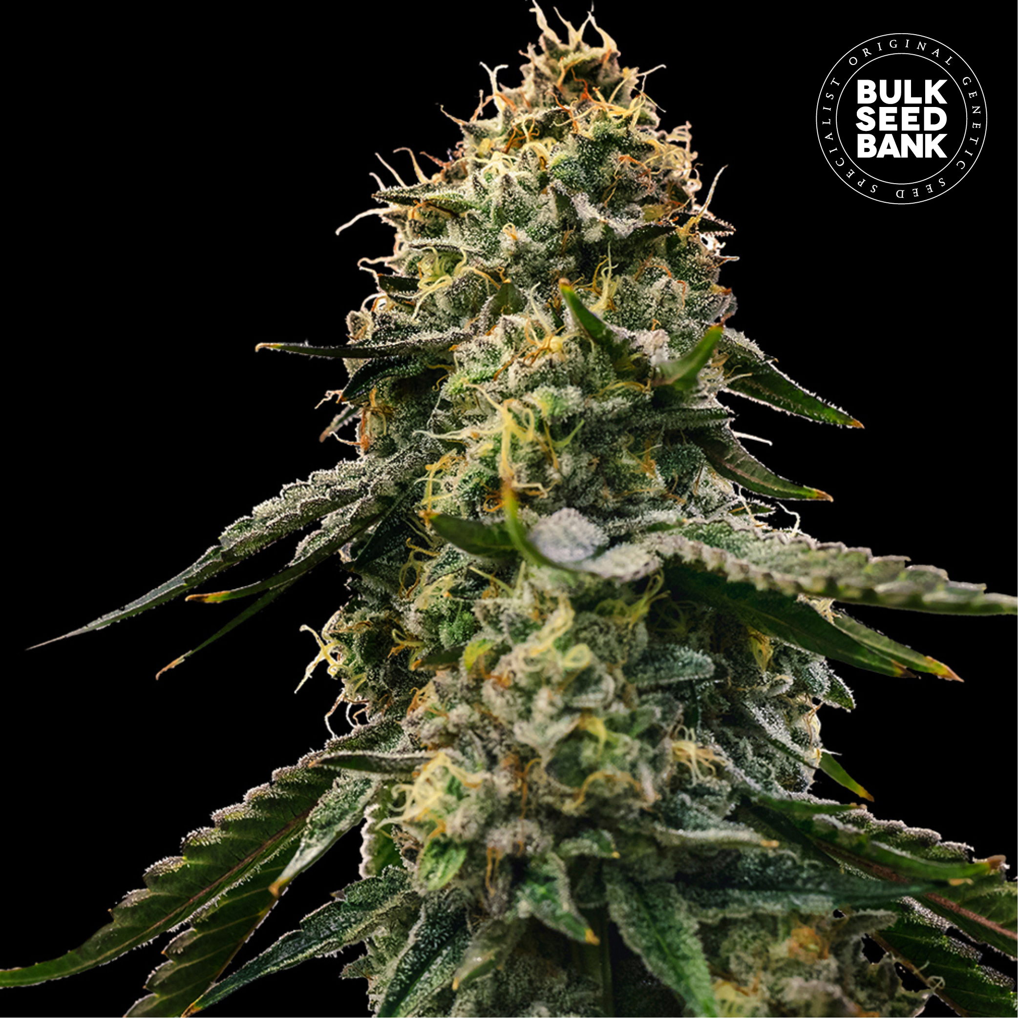 Auto Runtz Gluntz von Bulk Seed Bank