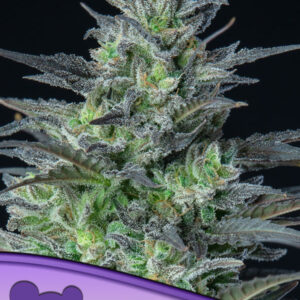Auto Sleepy Joe® von Anesia Seeds
