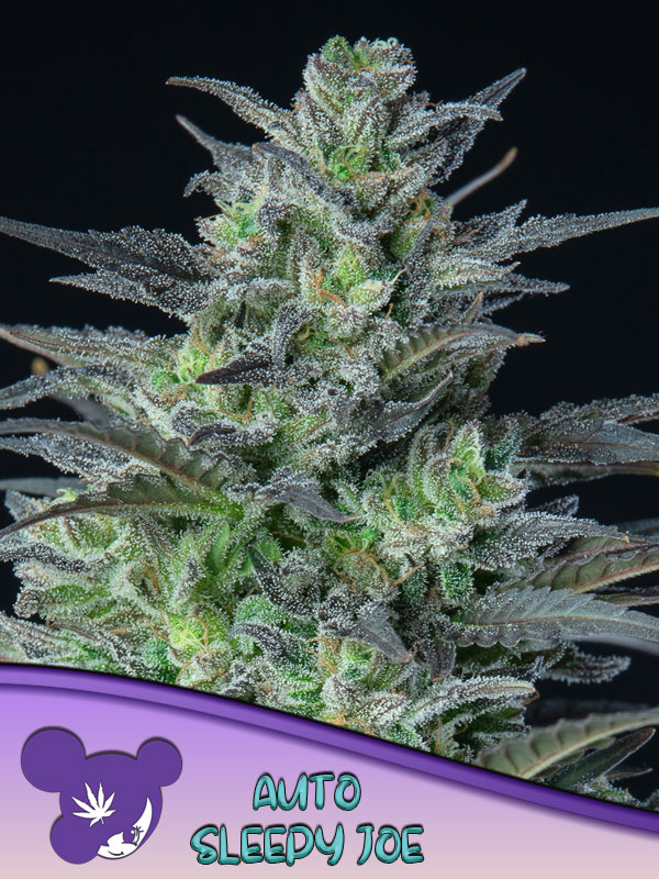 Auto Sleepy Joe® von Anesia Seeds