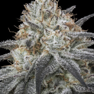 Auto Slurricane von Advanced Seeds