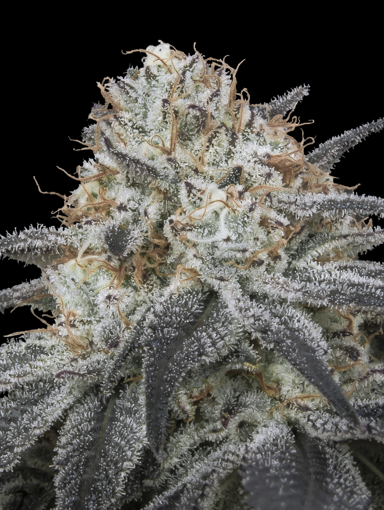 Auto Slurricane Advanced Seeds