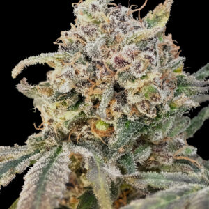 Auto Somango Glue von Advanced Seeds