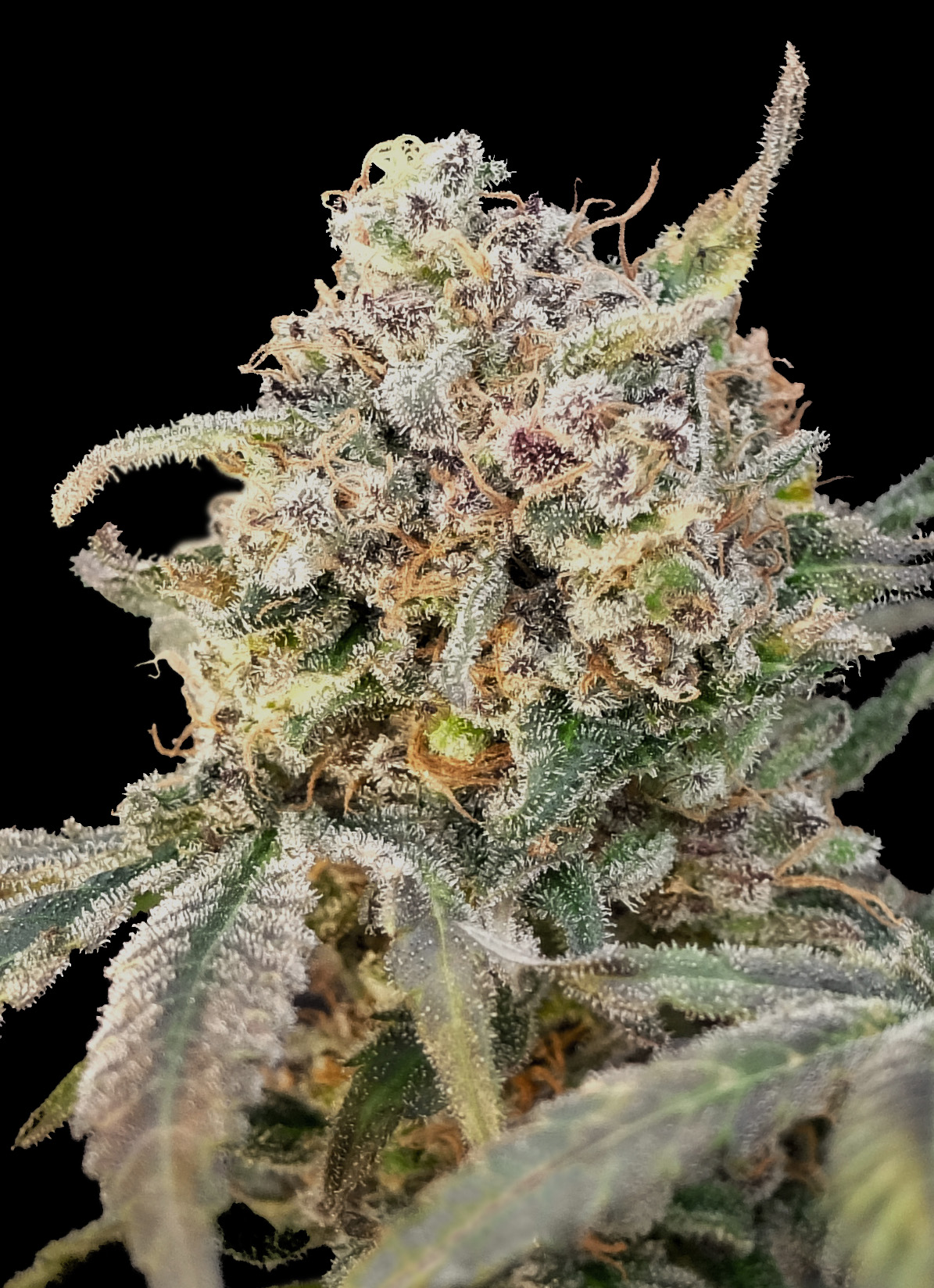 Auto Somango Glue Advanced Seeds