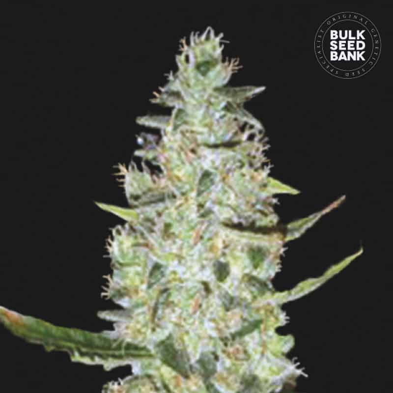 Auto Special Skunk von Bulk Seed Bank