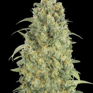 Auto Strawberry Gum von Advanced Seeds