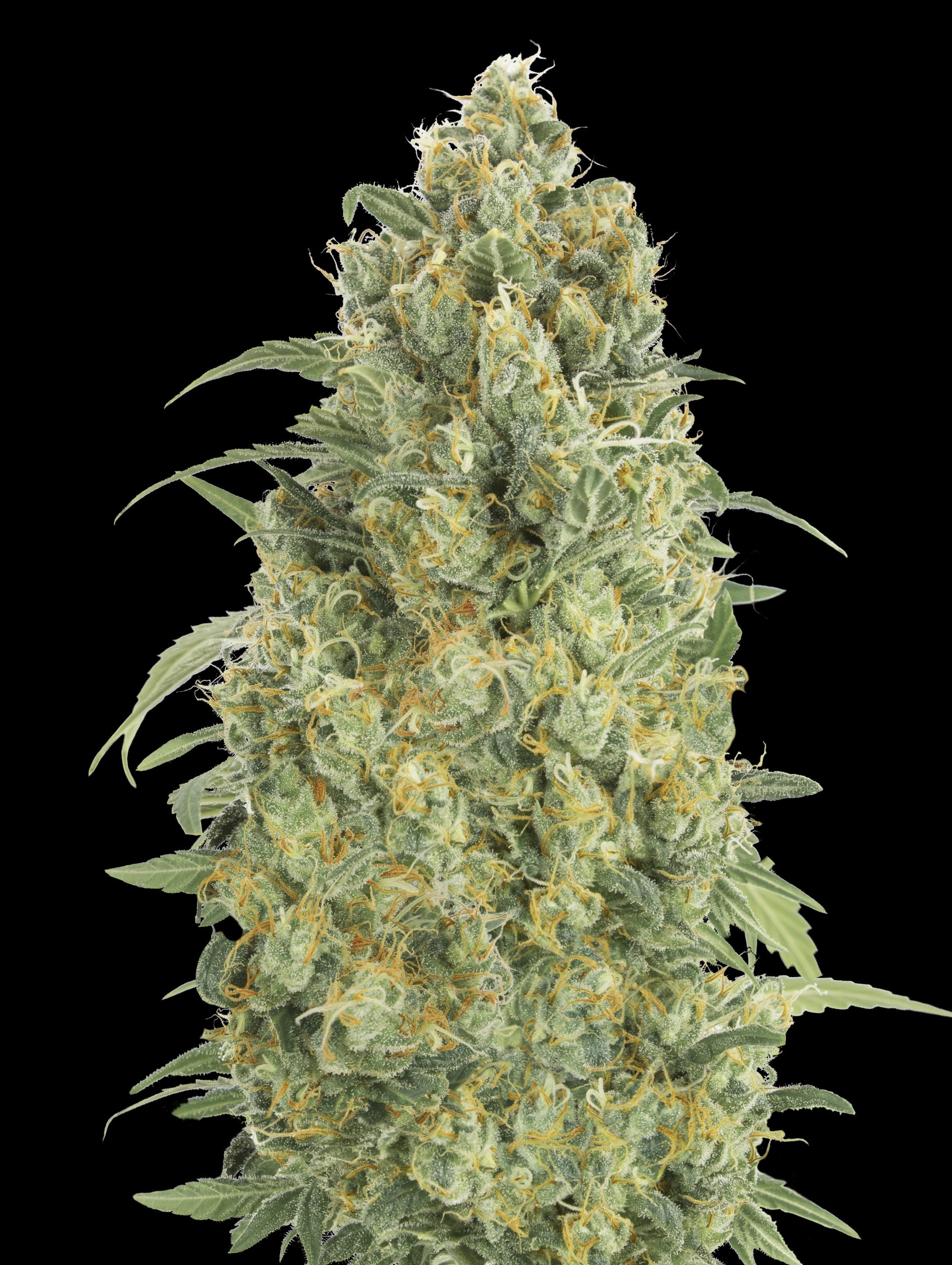 Auto Strawberry Gum Advanced Seeds
