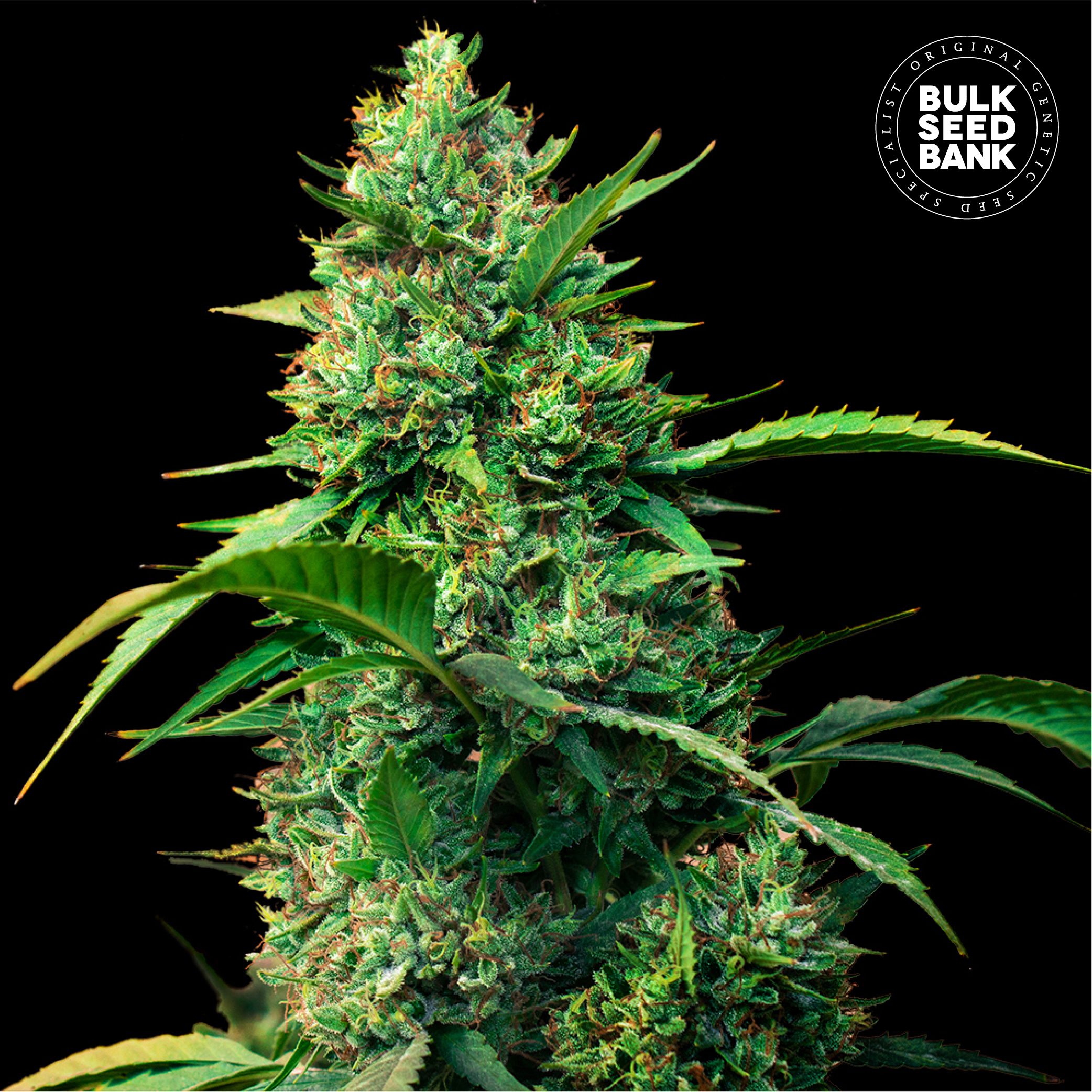 Auto Strawberry Ferry von Bulk Seed Bank