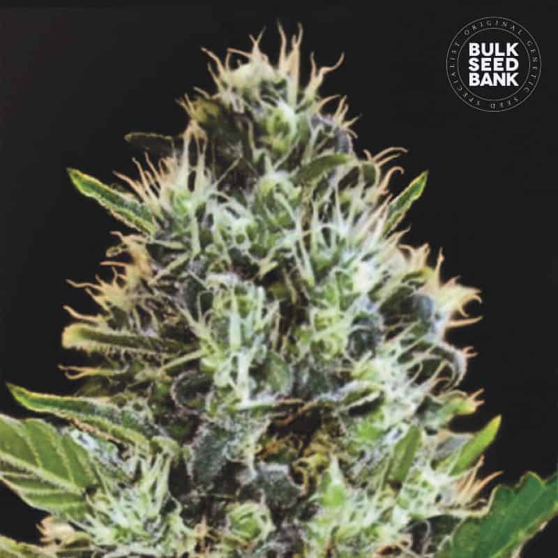 Auto Sunmango von Bulk Seed Bank