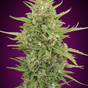 Auto Super Skunk von 00 Seeds