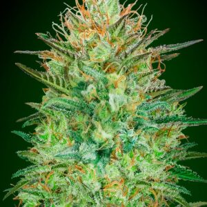 Auto Sweet Critical von 00 Seeds