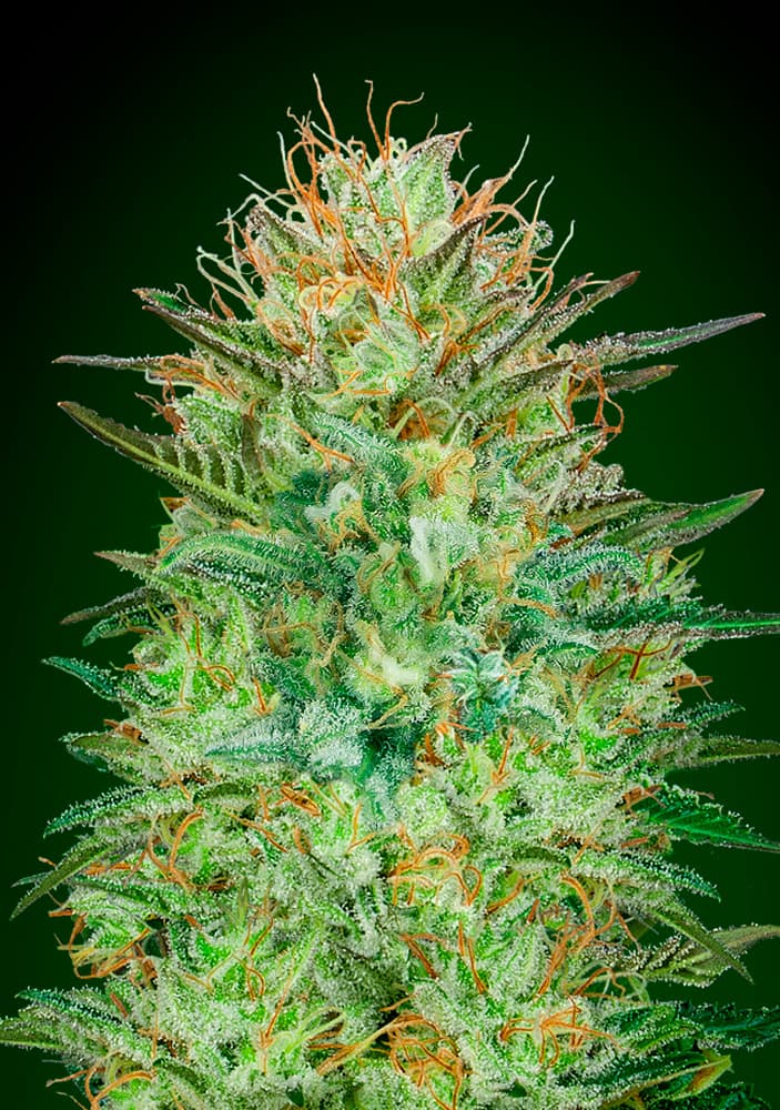 Auto Sweet Critical von 00 Seeds