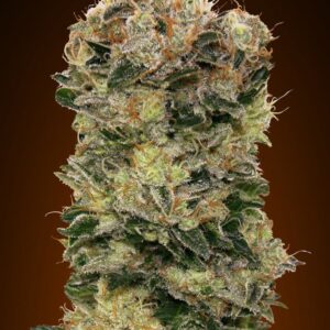 Auto Sweet Soma von 00 Seeds