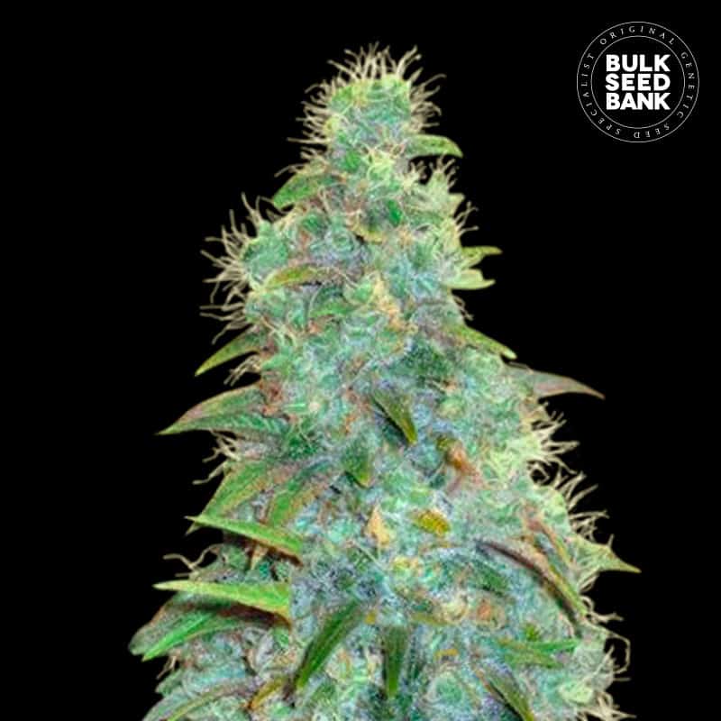 Auto Sweet Tooth von Bulk Seed Bank