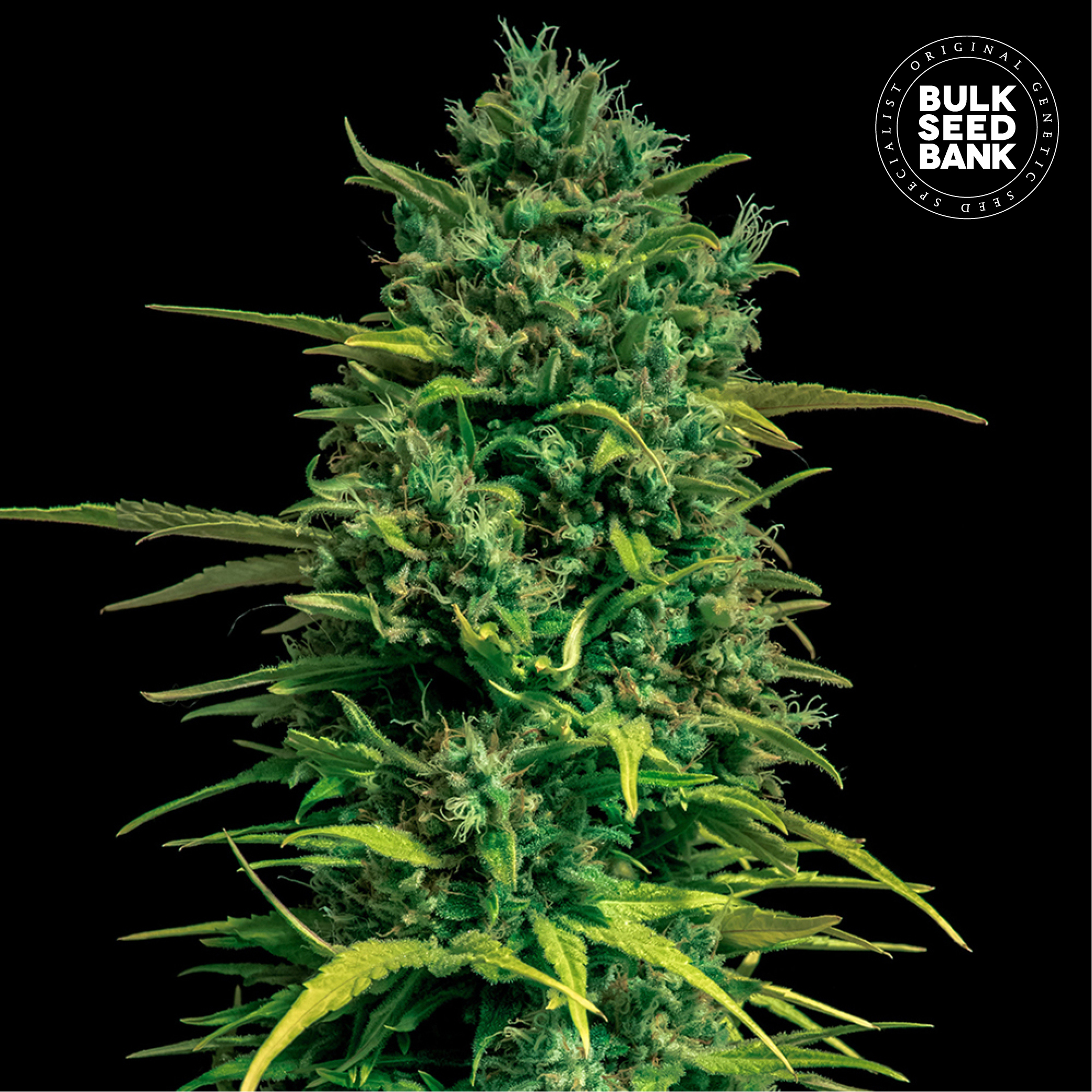 Auto Tropical Coconut von Bulk Seed Bank