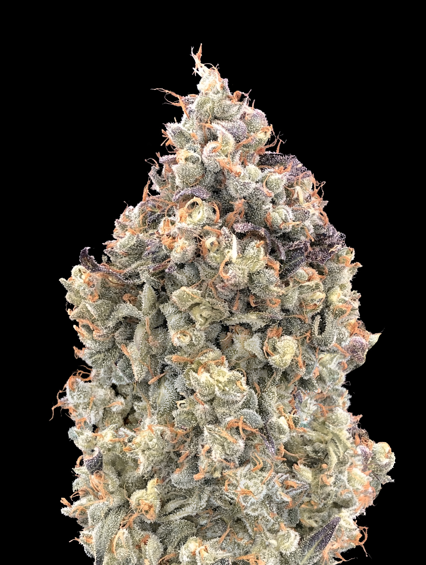 Auto Watermelon OG Advanced Seeds