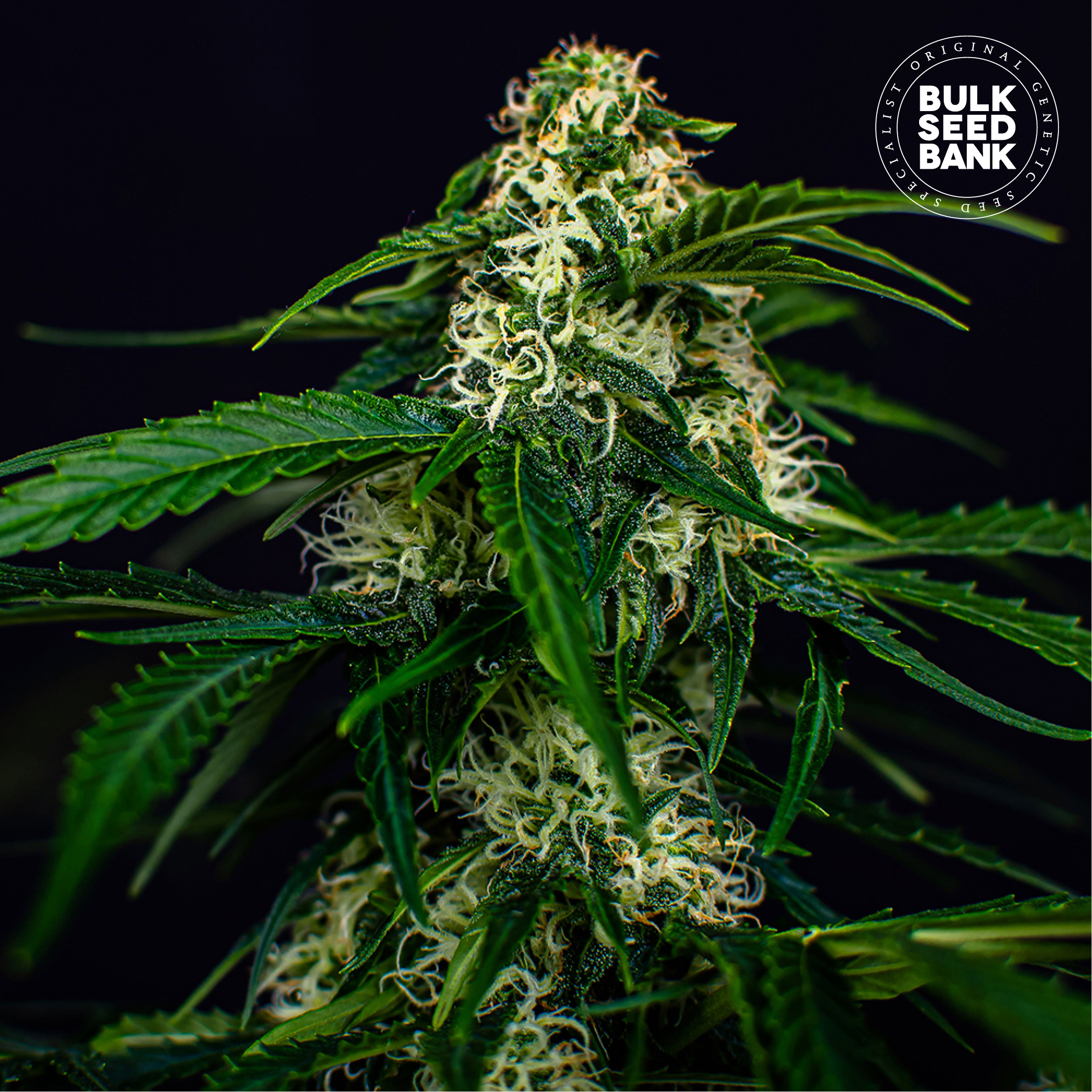 Auto Watermelon Jam von Bulk Seed Bank
