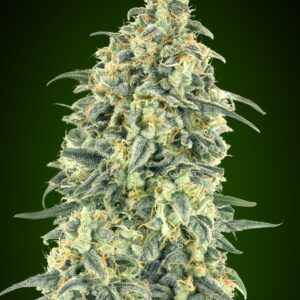 Auto White Widow XXL von 00 Seeds