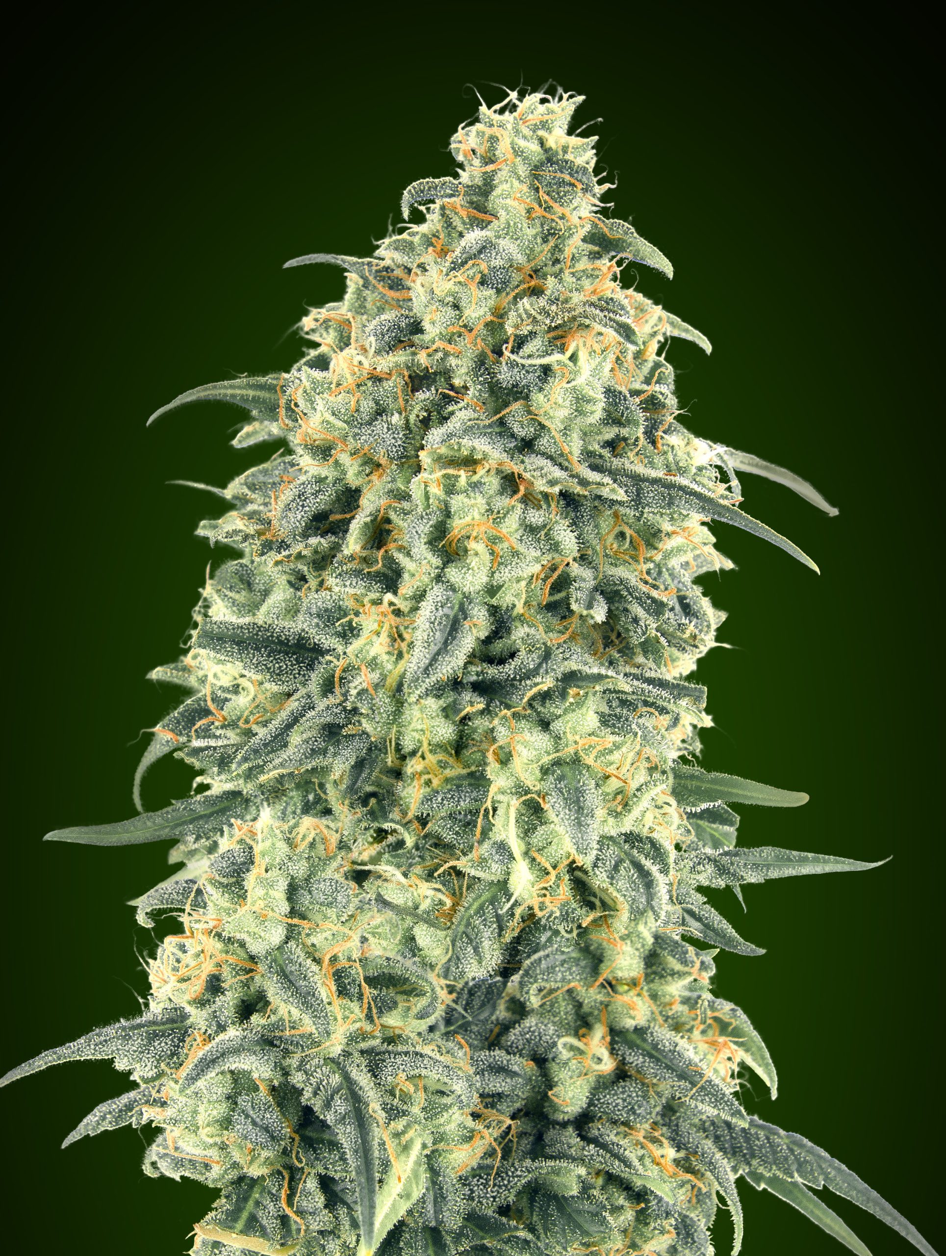 Auto White Widow XXL von 00 Seeds