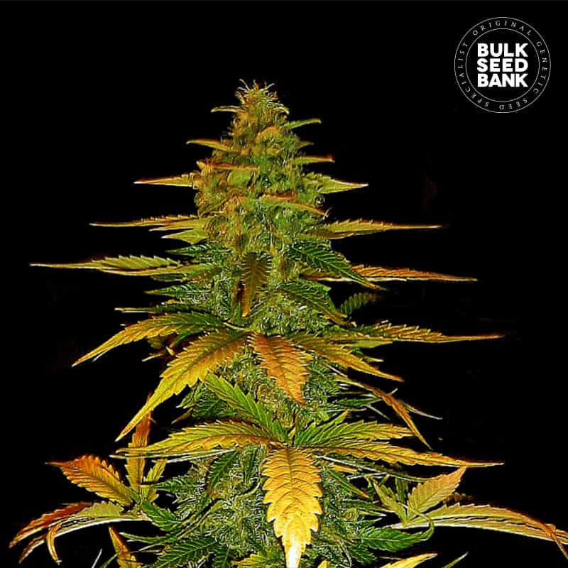 Auto Wild Dwarf von Bulk Seed Bank