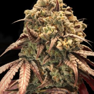 Auto Zerealz Milk von Advanced Seeds